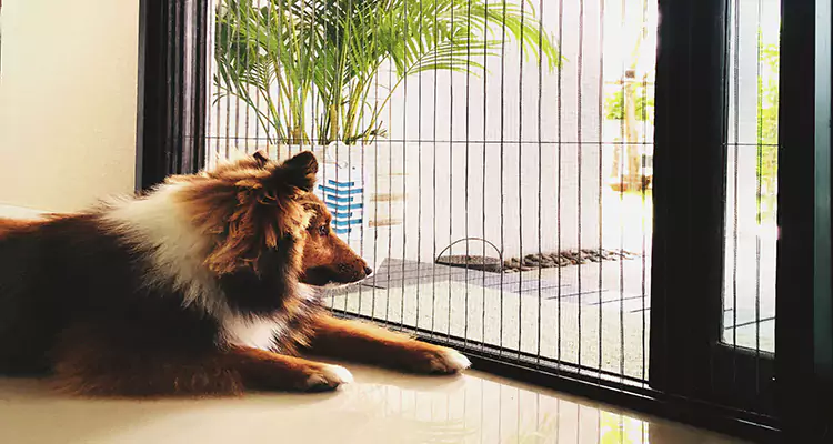 Sliding Screen Pet Door Repair in Miramar, FL