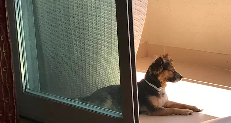 French Door Pet Screen Repair in Miramar, FL